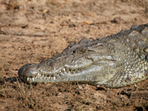 Krokodil-Chobe-01
