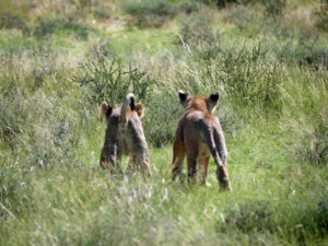 Löwe-Cup-2-Team-Kgalagadi