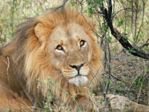 Löwe-Hwange-1