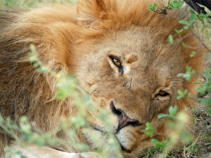 Löwe-Hwange-3