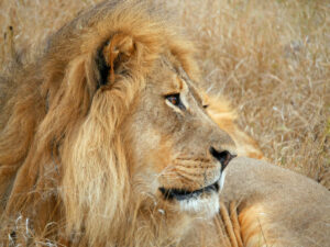 Löwe-m-Hwange-11