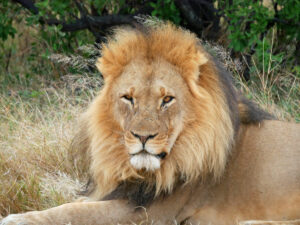 Löwe-m-Hwange-3