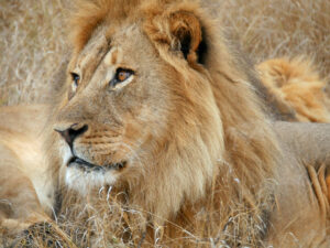 Löwe-m-Hwange-6