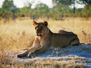 Löwe-w-Hwange-morgen-6