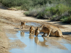 Löwenfamilie-trinken-1-Kgalagadi