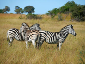 Zebra-01-Kwando