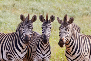 Zebra-1