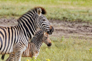 Zebra-2