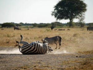 Zebra-Nxai-2