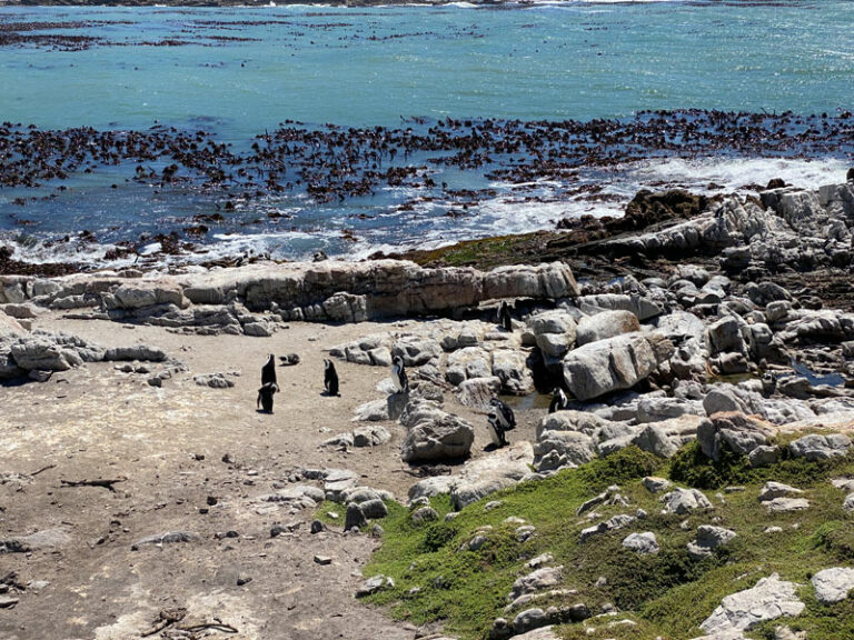 Punguine bei Betty's Bay