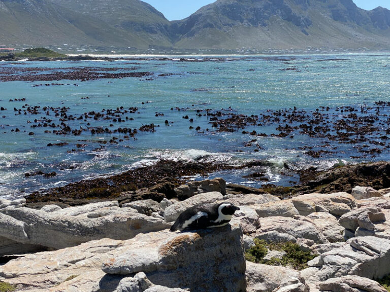 Punguine bei Betty's Bay