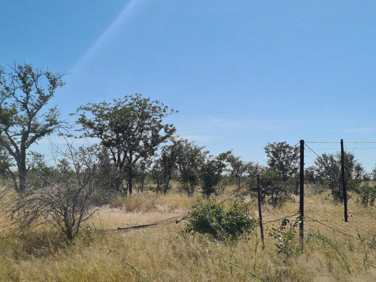 Löchriger Zaun beim Etosha