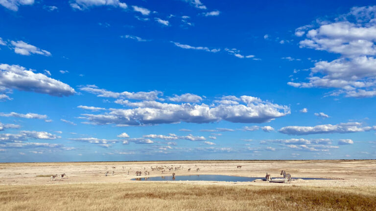 Wasserloch mit Zebras