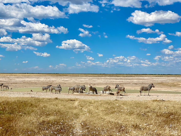 Zebras