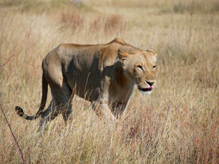 Wunderschöne Tiere