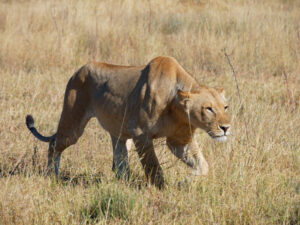Read more about the article Von Windhoek, Nambia nördlich durch den Caprivi nach Kasane, Botswana (Blog 36)￼