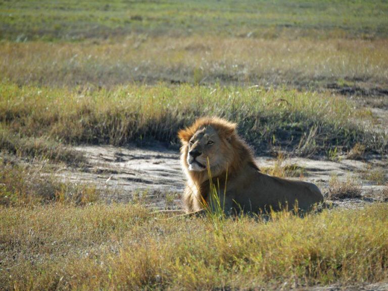 Lion-King