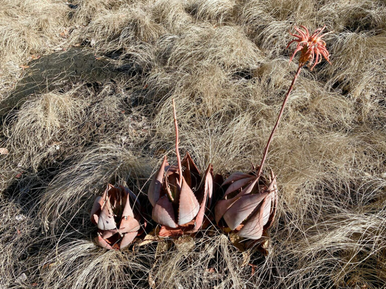 Schöne Blume