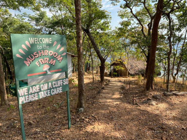Eingang zur Mushroom Farm