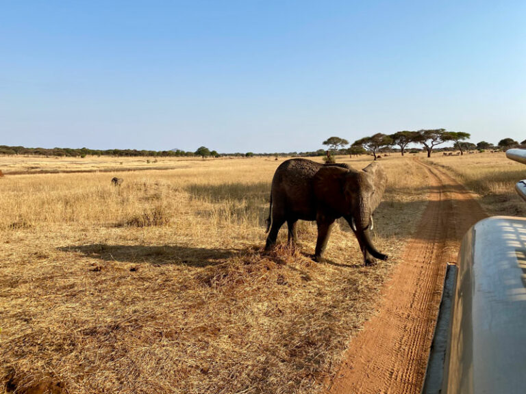 Kleiner Elefant