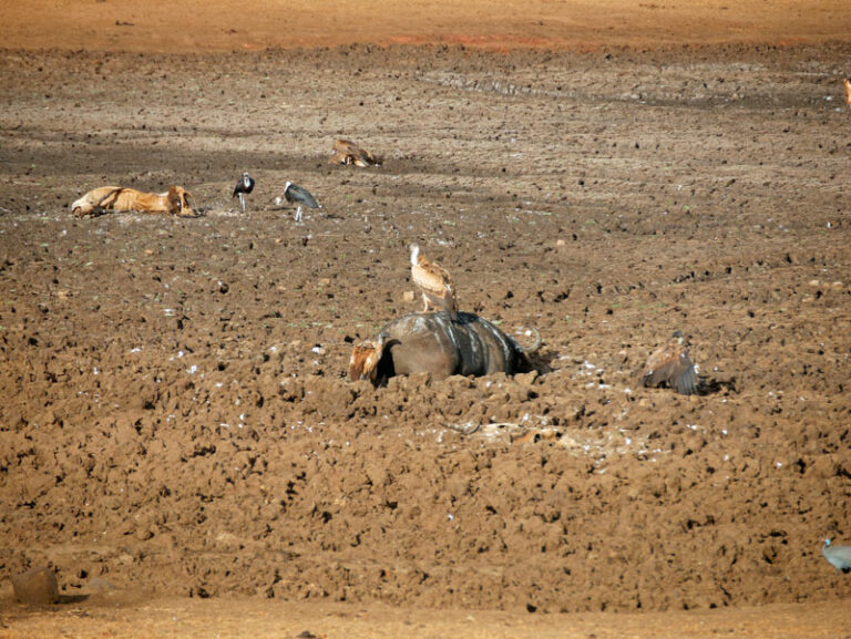 Diverse tote Tiere liegen um das Wasserloch