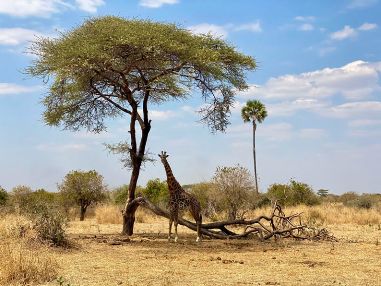 Giraffe im Ruaha NP