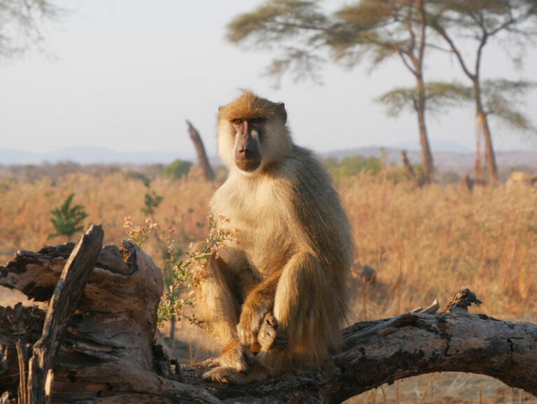 Baboon