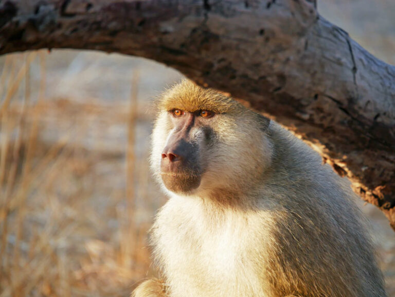 Baboon