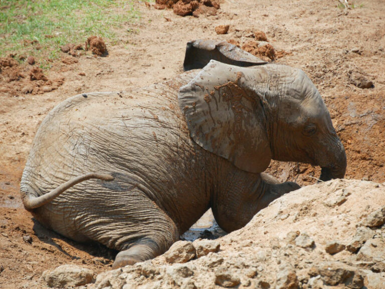 Der kleine Elefant geniesst den Schlamm