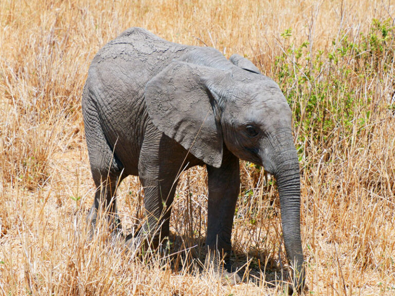 Kleiner Elefant
