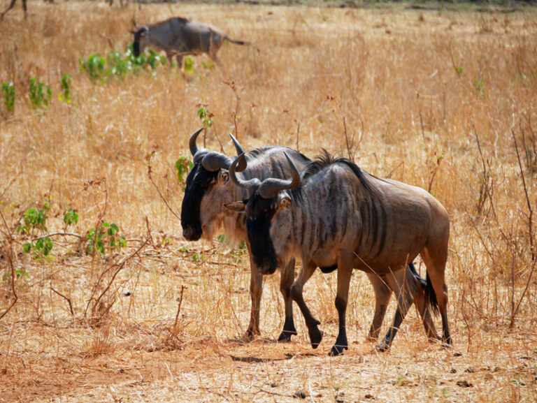 Gnus