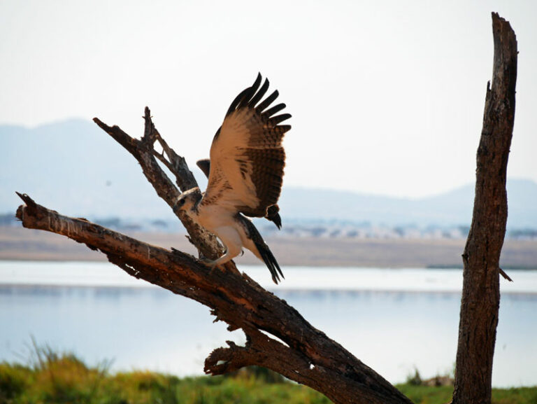 Adler