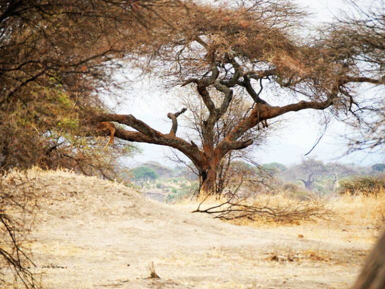 Löwen auf dem Baum