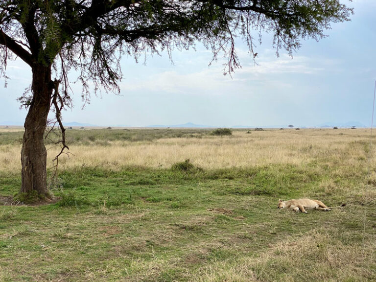 Unsere erste Löwendame in der Serengeti (ja, sie lebt noch🤣)