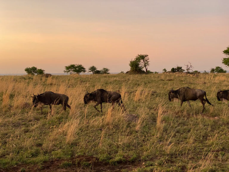 Gnus im Morgen