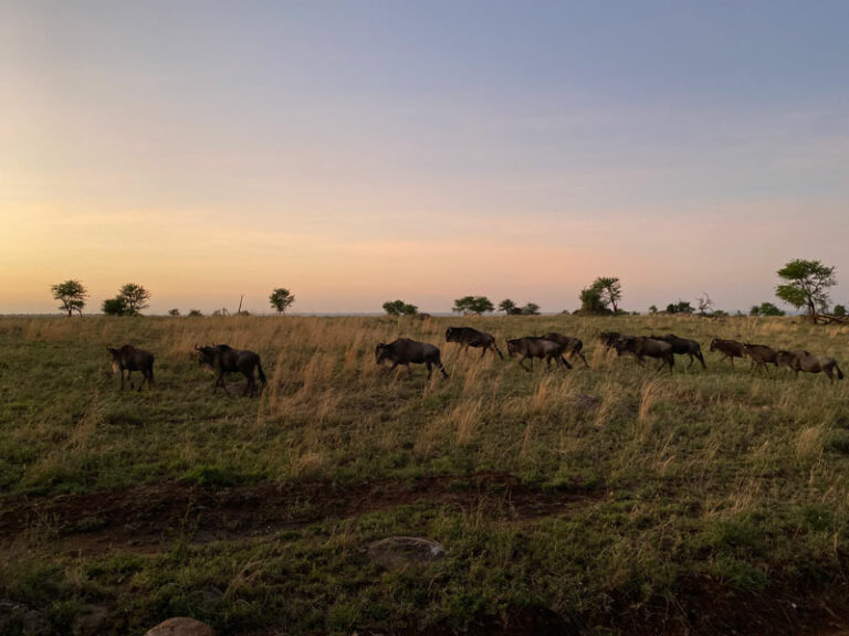 Noch mehr Gnus