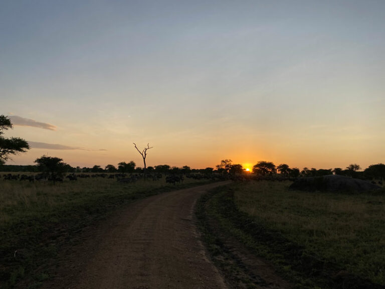 Morgenstimmung in der Serengeti
