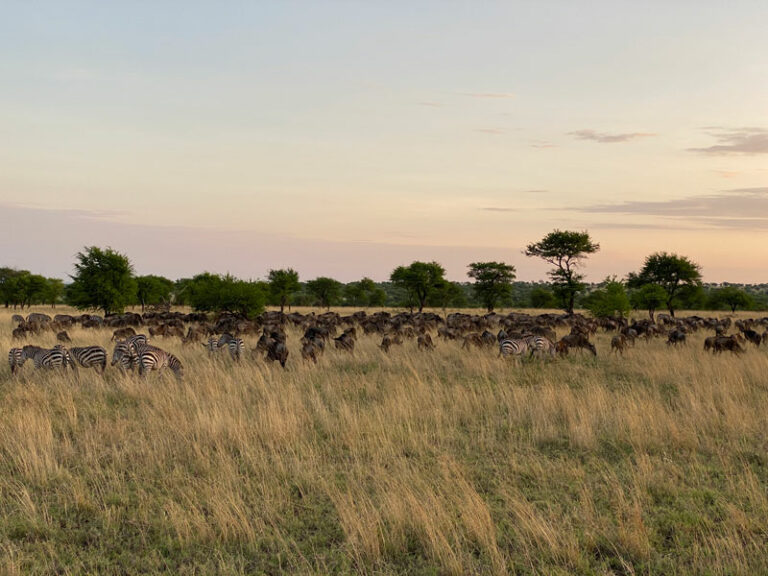 Gnus & Zebras