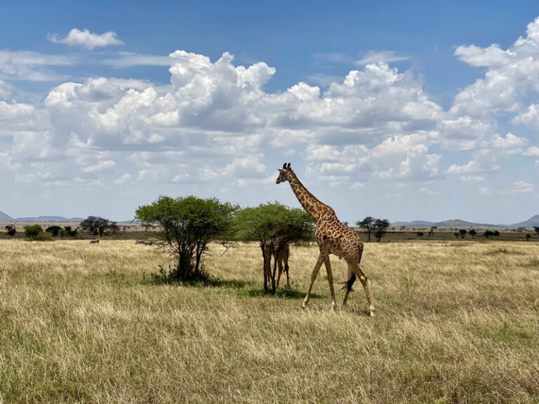 Giraffe