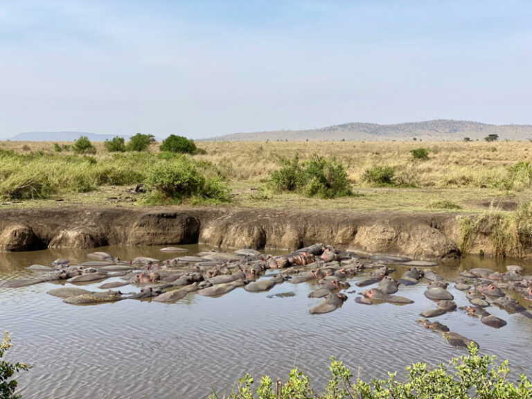 Hippos