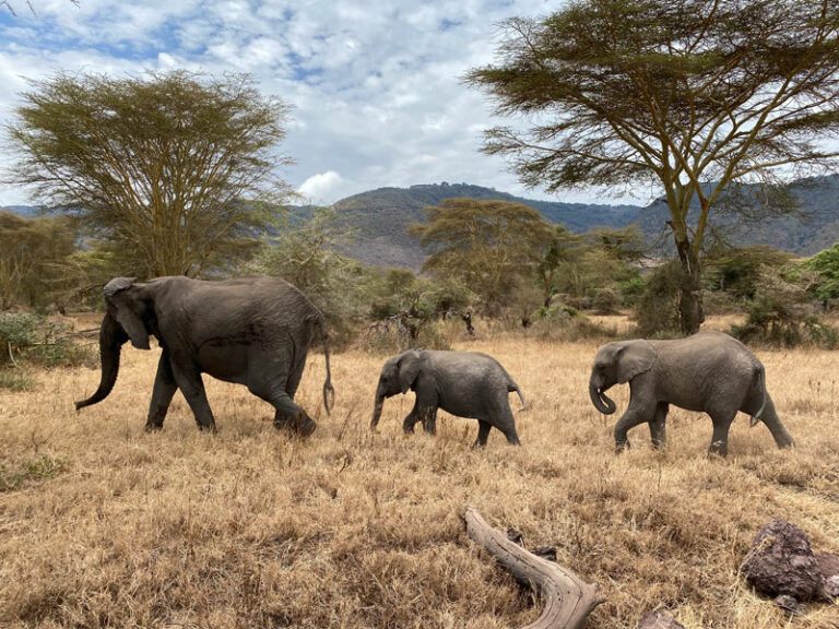 08-04-Ngorongoro-Elerants