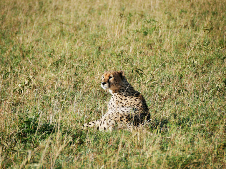 Cheeta in der Serengeti