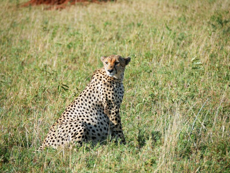 Vollgefressene Cheeta
