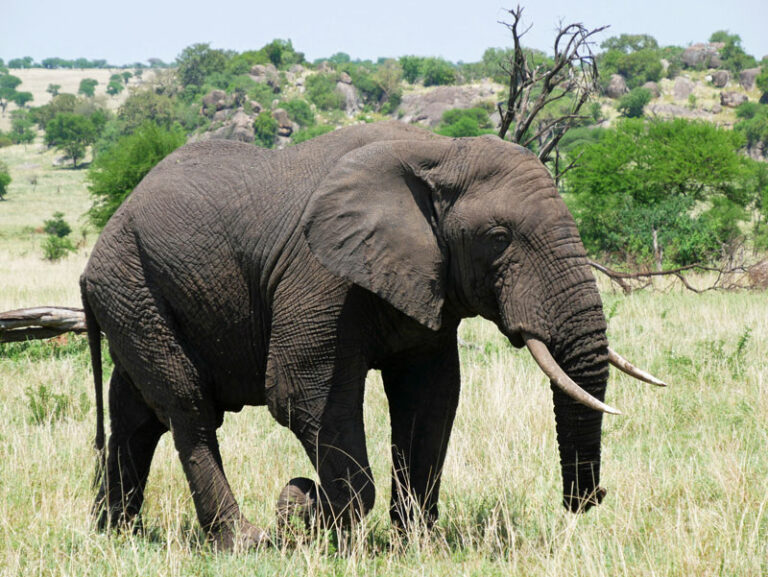 Elefant