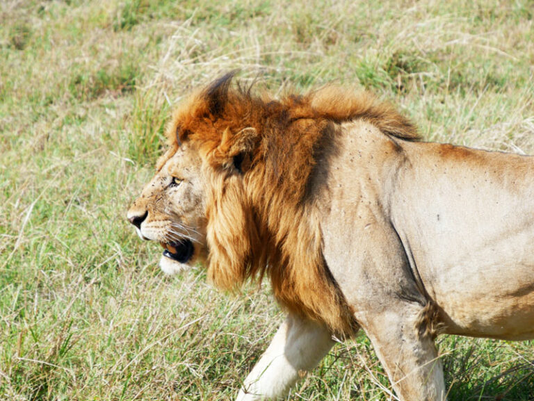 Und der König