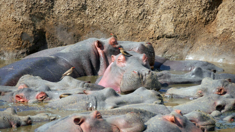 Hippos auf engem Raum