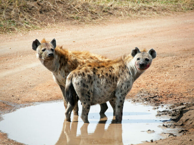 Hyänen