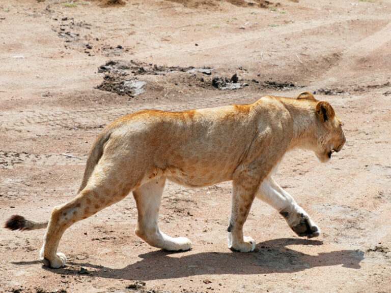 Junger Löwe