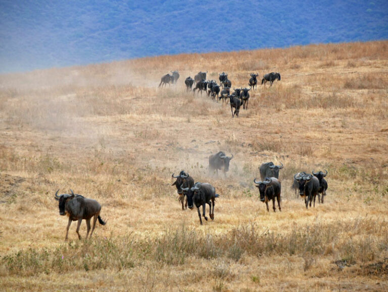 Gnus