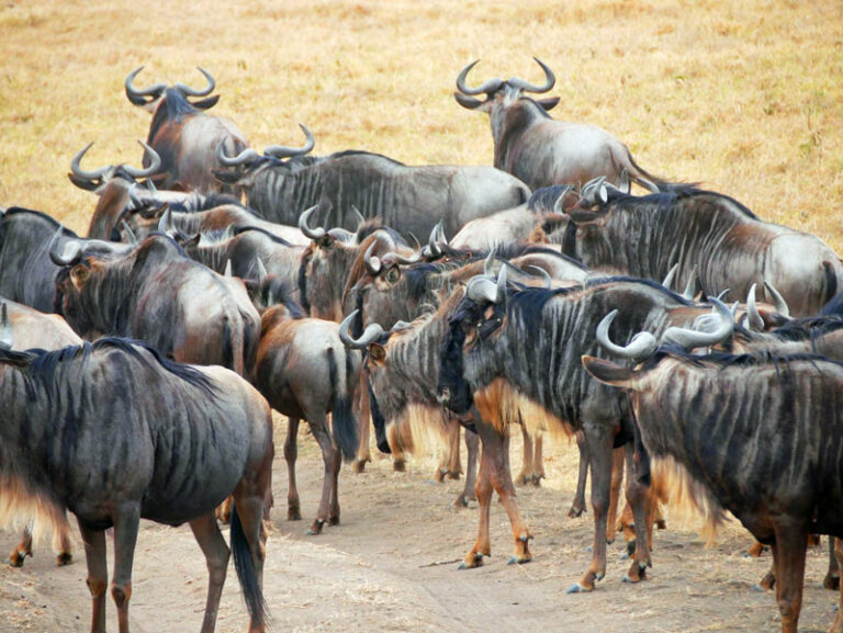 Gnus